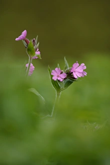 Flower Prints: Red Campion Derbyshire May