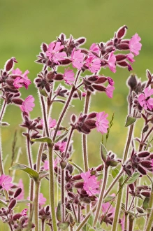 Plant Prints: Red Campion Shetland summer