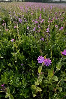 Agriculture Prints: Red Campion Silene dioica growng along wildflower strip bordering arable field Norfolk