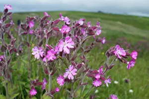 Red Campion Silene dioica Yell Shetland Scotland