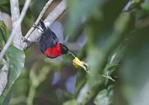 Pacific Prints: Red-collared Honeyeater / Red-collarded Myzomela Myzomela rosenbergii male Mt Hagen