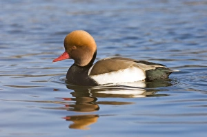 Wildfowl Prints: Red-crested Pochard Netta rufina male February