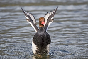 Images Dated 24th March 2008: Red-crested Pochard Netta rufina male France Feb