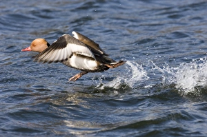Red-crested Pochard Netta rufina male taking off Norfolk UK March Red-crested Pochard Netta rufina male taking off Norfolk UK March