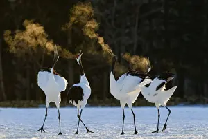 Courtship Prints: Red-crowned (Japanese) Cranes disaplaying at dawn Hokkaido Japan February