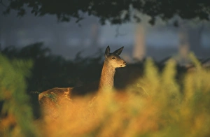 Red Deer Prints: Red Deer, Cervus elaphus, doe at dawn, New Forest, Hants, UK, autumn