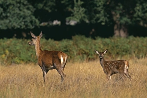 Red Deer Prints: Red Deer, Cervus elaphus, hind and fawn, autumn, UK