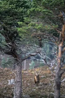 Red Deer Prints: Red Deer, Cervus elaphus, stag in Caledonian Pine Forest, Cairngorm National Park