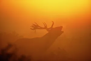 Red Deer Prints: Red Deer, Cervus elaphus, stag calling at dawn, autumn, UK