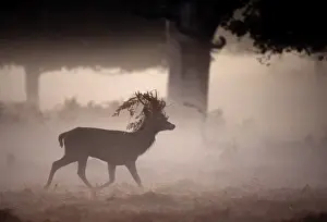 Red Deer Prints: Red Deer Cervus elaphus stag at dawn during the rut Richmond Park London UK autumn