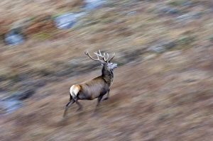 Red Deer Prints: Red Deer Cervus elaphus stag Scotland winter
