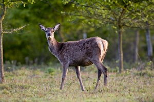 Red Deer Minsmere Suffolk May