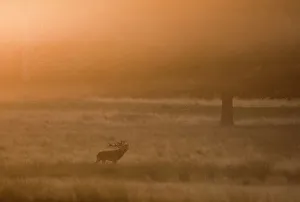Red Deer Prints: Red Deer stag during the rut Richmond Park London