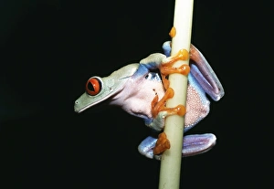Frog Prints: Red-eyed Tree Frog