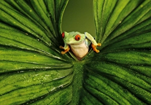 Red-eyed Tree Frog