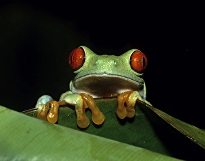 Red-eyed Tree Frog
