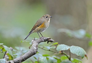 Red-flanked Bluetail (Tarsiger cyanurus), 1 st winter Stiffkey Norfolk October 2012 Red-flanked Bluetail (Tarsiger cyanurus), 1 st winter Stiffkey Norfolk October 2012