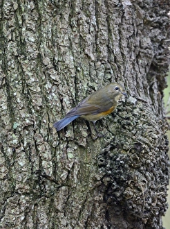 Red-flanked Bluetail (Tarsiger cyanurus), 1 st winter Stiffkey Norfolk October 2012