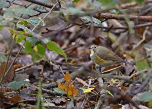 Red-flanked Bluetail (Tarsiger cyanurus), 1 st winter Stiffkey Norfolk October 2012