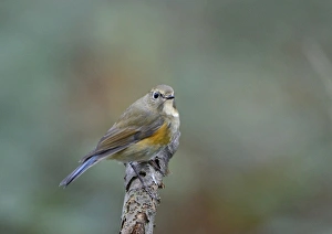 Red-flanked Bluetail (Tarsiger cyanurus), 1 st winter Stiffkey Norfolk October 2012