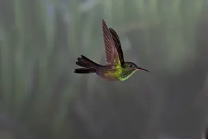 Hummingbird Prints: Red-footed Plumeleteer Chalybura urochrysia male Costa Rica