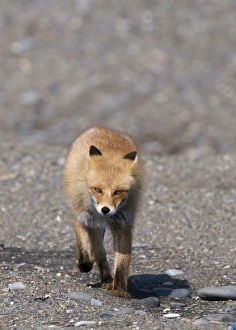 Red Fox Vulpes vulpes Hokkaido Japan