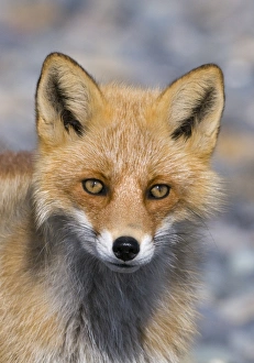 Red Fox Vulpes vulpes Hokkaido Japan