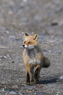 Red Fox Vulpes vulpes Hokkaido Japan