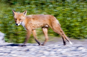 Walking Prints: Red Fox Vulpes vulpes Katmai Alaska