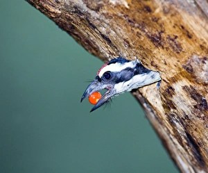 Africa Prints: Red-fronted Barbet at nest hole Baringo Kenya
