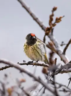 Caucasus Prints: Red-fronted Serin Kazbegi Great Caucasus Georgia April