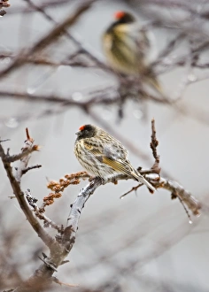 Red-fronted Serin Serinus pusillus Kazbegi Great Caucasus Georgia April