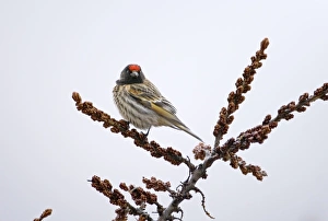 Red-fronted Serin Serinus pusillus Kazbegi Great Caucasus Georgia April Red-fronted Serin Serinus pusillus Kazbegi Great Caucasus Georgia April