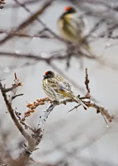 Red-fronted Serin Serinus pusillus Kazbegi Great Caucasus Georgia April