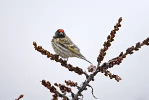 Red-fronted Serin Serinus pusillus Kazbegi Great Caucasus Georgia April