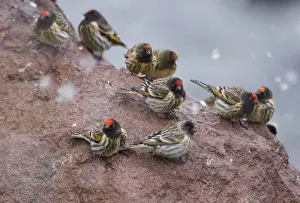 Red-fronted Serins Serinus pusillus Kazbegi Great Caucasus Georgia April