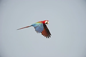 Red and Green Macaw Ara chloroptera Tambopata Amazon Rainforest Peru Red and Green Macaw Ara chloroptera Tambopata Amazon Rainforest Peru