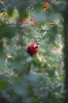 Neotropical Prints: Red and Green Macaw Ara chloroptera Tambopata Amazon Rainforest Peru