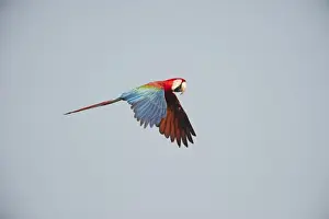 : Red and Green Macaw Ara chloroptera Tambopata Amazon Rainforest Peru