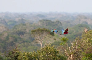 Red and Green Macaws Ara chloropterus flying over canopy of rainfores Peruvian Amazon Red and Green Macaws Ara chloropterus flying over canopy of rainfores Peruvian Amazon