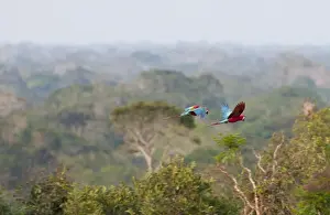 Tropical Rainforest Prints: Red and Green Macaws Ara chloropterus flying over canopy of rainfores Peruvian Amazon