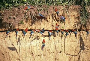 Macaw Prints: Red and Green Macaws at clay lick, Manu, Peru
