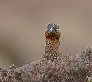 Red Grouse Lagopus lagopus female Swaledale North Yorkshire March Red Grouse Lagopus lagopus female Swaledale North Yorkshire March