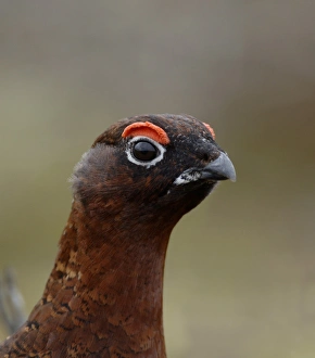 Red Grouse Lagopus lagopus male Swaledale North Yorkshire March Red Grouse Lagopus lagopus male Swaledale North Yorkshire March