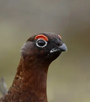 Grouse Prints: Red Grouse Lagopus lagopus male Swaledale North Yorkshire March