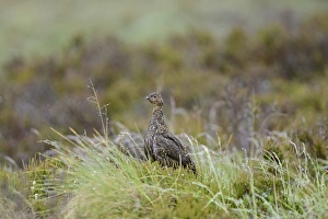 Red Grouse, Lagopus lagopus scotica, female Highlands Scotland July Red Grouse, Lagopus lagopus scotica, female Highlands Scotland July