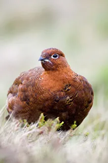 Red Grouse Lagopus lagopus Swaledale Yorkshire winter