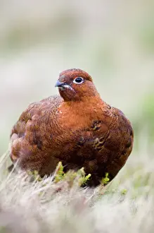 Trending: Red Grouse Lagopus lagopus Swaledale Yorkshire winter