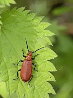 Insect Prints: Red-headed Cardinal Beetle Pyrochroa serraticornis Norfolk
