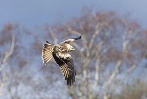 Raptor Prints: Red Kite Milvus milvus immature Mid Wales winter